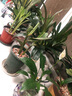 美人蕉花卉盆栽綠植庭院植物陽臺花園庭院水景觀濕地四季開花綠植 美人蕉植株5株混色 曬單實(shí)拍圖
