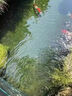 創(chuàng  )朗錦鯉魚(yú)池殺菌燈魚(yú)缸UV紫外線(xiàn)潛水大功率凈水滅菌過(guò)濾除藻戶(hù)外龍魚(yú)  60W 67CM雙管自沉(10立方水) 曬單實(shí)拍圖