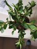 春花妙意室內綠植盆栽花卉長(cháng)壽花重瓣帶花苞花盆栽花帶原土帶花苞發(fā)貨 宮燈長(cháng)壽4 帶盆栽好 曬單實(shí)拍圖