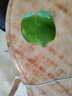 采緹（CAITI）水碗蓮一葉蓮 帶花苞睡蓮荷花大號小葉迷你水生家用睡蓮碗蓮花 小葉3片7-10公分 不含盆 曬單實(shí)拍圖