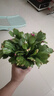 種花迷多色蟹爪蘭花苗盆栽帶花苞四季開花重瓣抓蓮好養(yǎng)易活室內(nèi)花 精品原盆土25-30棵混色/帶花苞 含盆 曬單實(shí)拍圖