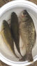 川澤升級有刺伊豆子線(xiàn)雙鉤成品綁好防纏繞魚(yú)鉤全套野釣鯉魚(yú)鯽鋒利魚(yú)鉤 45cm【鉤4線(xiàn)1.0+鉤5線(xiàn)1.2】 升級版伊豆20副盒裝 曬單實(shí)拍圖
