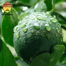 uncle lemon四川特產(chǎn)青檸檬特產(chǎn)水果新鮮多汁皮薄奶茶店榨汁泡茶切片產(chǎn)地直供 5斤超值裝 曬單實拍圖