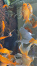 boxtech龍魚燈魚缸燈led燈防水照明燈管造景燈紅龍金龍銀龍專用誘色燈 紅鰈-70瓦龍魚增艷誘色燈 / 168CM燈管 曬單實拍圖