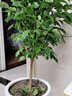 墨寶幸福樹綠寶樹盆栽四季綠植室內(nèi)植物 分叉多頭1到1.1米 不含盆 曬單實(shí)拍圖