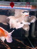 馬印神燈 金龍魚專用燈 魚缸燈LED防水燈雙模式金藍(lán)白增艷燈草燈 72CM金光17W/藍(lán)光20W 雙光可切換 曬單實拍圖