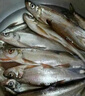 魚(yú)夢(mèng)谷魚(yú)夢(mèng)谷翹嘴一號大翹嘴專(zhuān)用餌料野釣水庫江河大翹嘴黃尾翹嘴克星餌 魚(yú)夢(mèng)谷翹嘴一號(發(fā)1包)每包300克 曬單實(shí)拍圖