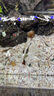 海豚孔雀魚(yú)飼料魚(yú)食小型熱帶魚(yú)飼料螺旋藻斗魚(yú)燈科魚(yú)通用型魚(yú)糧不渾水 配方升級：50g薄片【1瓶】 曬單實(shí)拍圖