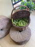辰實【現(xiàn)摘】豌豆莢 荷蘭豆 云南新鮮甜脆豌豆水果青豌豆 甜豆 5斤（新鮮豌豆莢）劃算 曬單實拍圖