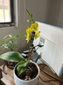溫馨滿(mǎn)屋（V.S.M.V）蝴蝶蘭花苗盆栽帶花苞花劍室內客廳花卉植物四季好養開(kāi)花綠植蘭花 黃色系蝴蝶蘭簡(jiǎn)盆 曬單實(shí)拍圖
