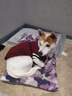 冇寵狗狗衣服秋冬款保暖柴犬泰迪比熊法斗柯基中小型犬學(xué)院風(fēng)衛(wèi)毛衣秋 酒紅色 學(xué)院風(fēng)毛衣 2XL號(hào)-適合15-18斤左右 曬單實(shí)拍圖