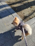 拉維佩特（LOVINGPET）寵物衣服小型犬 狗狗衣服小型犬泰迪比熊衣服保暖狗衣服桃皮絨 灰色 M（建議4-6斤） 曬單實(shí)拍圖