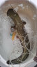 雙寶玄圖輕量大物竿鰱鏞魚(yú)竿手竿超輕超硬釣魚(yú)竿臺釣魚(yú)桿手桿雙寶品牌 8.1m 【28偏19調】送垂釣禮包 曬單實(shí)拍圖
