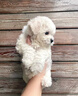 比熊幼犬純種比熊韓系比熊小體長不大茶杯犬飛耳比熊小型犬活體狗 寵物級 曬單實(shí)拍圖