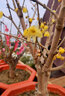 臘梅花臘梅樹苗樹樁盆景盆栽花卉素心梅冬季開花耐寒庭院植物耐寒不含盆 臘梅8年壯苗（當(dāng)年開花） 曬單實(shí)拍圖