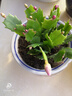 種花迷多色蟹爪蘭花苗盆栽當(dāng)年開四季開花重瓣螃蟹抓蓮好養(yǎng)易活室內(nèi)花卉 混色10棵（當(dāng)年開花）隨機(jī)2色 不含盆 曬單實拍圖