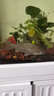 超長魚缸水草夾水草種植水族箱專用清理魚喂食不銹鋼夾子鑷子鉗用 83cm長不銹鋼水草夾 曬單實拍圖