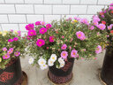 一播大地 月季花苗歐月粉龍寶石藤本月季花苗扦插爬藤植物綠植盆栽花卉賽薔薇 小女孩 小苗 曬單實(shí)拍圖