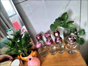 荷蘭進(jìn)口風(fēng)信子種球水培花客廳植物室內(nèi)花卉盆栽桌面觀賞綠植耐寒 隨機一個顏色種球 周長15-18cm（送營養(yǎng)液） 曬單實拍圖