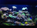 施特馳珊瑚燈海缸燈微缸燈海水燈魚缸照明水藻草日出日落海底生態(tài)燈養(yǎng)魚 海缸版(適合45*45cm)MC-95藍多色+支架 曬單實拍圖