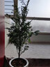 秋穎紅豆衫苗南方曼地亞紅豆杉盆景植物室內(nèi)除味盆栽紅豆杉樹凈化空 公母60-70厘米不帶果不帶盆 曬單實(shí)拍圖