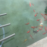 BESSN魚池周轉(zhuǎn)箱過濾箱錦鯉池過濾系統(tǒng)大型室外水循環(huán)設(shè)備魚池過濾器泵 加大4層 箱體+濾材+水泵+殺菌燈 曬單實(shí)拍圖