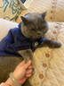 Lanswood 貓咪衣服防掉毛貓衣服冬保暖布偶貓無(wú)毛貓衣服搞笑狗狗寵物衣服 主圖款【復合衛衣】藏青 L (建議8-10斤背長(cháng)35胸圍45-50cm 曬單實(shí)拍圖