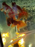 森悠（SARYOR）蝶尾金魚(yú)活體觀(guān)賞魚(yú)包金冷水魚(yú)苗 【紅蝶尾】8-10 cm 曬單實(shí)拍圖