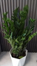 【金錢(qián)樹(shù)】盆栽客廳室內植物錢(qián)串子大型發(fā)財綠植喬遷開(kāi)業(yè)送盆花卉 10-15株   70-80鉆石樹(shù)脂盆送肥料 曬單實(shí)拍圖
