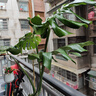 植男植女龜背竹盆栽大型室內(nèi)客廳植物綠植庭院前臺(tái)老樁提根大葉源頭直發(fā) 曬單實(shí)拍圖