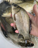 釣魚(yú)箱子多功能全套魚(yú)箱漁具套裝釣箱超輕魚(yú)竿手桿路亞竿套裝 小藥，餌料2種隨機發(fā) 曬單實(shí)拍圖