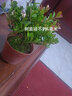 蘇躍 小葉赤楠盆景樹(shù)樁綠植好養客廳植物室內樹(shù)苗辦公室易活小盆栽花卉 大號赤楠 (不含盆)送肥料 帶盆栽好 曬單實(shí)拍圖