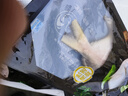 冰凌橙夏 大黃魚新鮮捕撈深海生態(tài)黃花魚野化黃魚鮮活冷凍海鮮禮盒生鮮 2斤每條（2條家庭裝） 曬單實(shí)拍圖