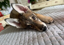 柴墨 捷克狼犬幼犬幼崽純血統(tǒng)大型犬活體寵物狗狗活體杰克狼犬 寵物級(jí) 【精品捷克狼犬】 曬單實(shí)拍圖