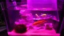 百因美（BIOZYM）釋魚小魚缸系列缸客廳懶人生態(tài)魚缸辦公室造景小型桌面水草水族箱 生態(tài)魚缸（黑色）+多彩魚缸燈+50W加熱棒 曬單實拍圖