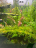 尼特利 NETLEA水草泥魚缸凈水營(yíng)養(yǎng)土水族養(yǎng)魚水藻泥免水洗種植土草缸陶粒底砂 一代-自然粒-9L/袋 曬單實(shí)拍圖