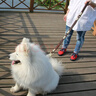 KAMPET 牛皮真皮中型犬大型犬狗鏈子遛狗繩牽引繩狗鏈猛犬防爆沖結(jié)實 三節(jié)拉帶牽引繩（升級款 ) 長90cm 寬2.2CM 曬單實拍圖