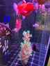 老漁匠魚缸抽水泵魚池假山泵低噪變頻底吸魚便大流量過濾器循環(huán)潛水泵 【低噪音46W】流量2483-5000L 曬單實拍圖