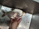 龍觴夜光魚(yú)漂套裝浮漂套裝電子漂夜光漂加粗尾醒目魚(yú)漁漂全套 變色龍 全能套裝 曬單實(shí)拍圖
