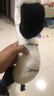 班達熊長(cháng)隆紀念品小老虎動(dòng)物園尾巴豹子發(fā)箍毛絨玩具玩偶兒童道具 彎白虎尾巴 默認尺碼2 曬單實(shí)拍圖