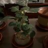 八芽盆栽小盼菩提樹(shù)植物室內(nèi)禪意盆景辦公室桌面好養(yǎng)綠植源頭直發(fā)包郵 蓮花盆菩提 曬單實(shí)拍圖