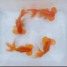 精品紅水泡大眼睛五花水泡活體觀(guān)賞魚(yú)冷水淡水好養耐活水泡眼金魚(yú) 紅色 水泡8-9㎝1條 曬單實(shí)拍圖