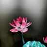 錦呈祥千鶴戲蓮新中式創(chuàng)意擺件仙鶴蓮花玄關(guān)客廳裝飾擺件喬遷新 千鶴戲蓮黃色款35*11*33cm 2.5KG 曬單實(shí)拍圖