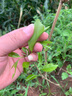 榴蓮樹苗金枕貓山王黑刺嫁接榴蓮樹苗原土杯發(fā)貨盆栽地栽均可種植 金枕2年原生苗（帶原土杯發(fā)貨） 40cm-110cm 曬單實拍圖