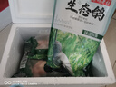 老杜【順豐快遞】崇明新鮮乳鴿345g/只本地農(nóng)家鴿子土鴿 345g /只【崇明乳鴿】 崇明島乳鴿345g*1只 曬單實拍圖