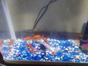 貝拉緣?mèng)~(yú)缸底砂造景底沙水族箱裝飾石頭白沙水晶砂白石子五彩石雨花石 海藍玻璃珠1斤 曬單實(shí)拍圖