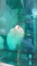 佳寶（JEBO）魚(yú)缸三合一水泵過(guò)濾泵帶增氧水族箱魚(yú)缸內(nèi)置抽水潛水泵吸便過(guò)濾泵 佳寶AP119B全套20W 曬單實(shí)拍圖