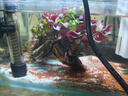 云峰海瑞 水草活體魚缸造景套餐用品水族箱裝飾魚缸種子沉木活水草 紅玫瑰沉木三頭 曬單實(shí)拍圖