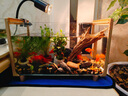 寵小帥木紋烏龜缸超白玻璃魚(yú)缸生態(tài)一體飼養箱別墅造景水族箱魚(yú)龜混養缸 小號【十大豪禮】 曬單實(shí)拍圖