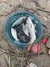 鑫達瓦魚竿超硬19調(diào)谷麥竿三定位不剪線前打竿逗釣竿魚竿全套釣魚用品 7m 19調(diào)+防炸線前打輪套裝 曬單實拍圖